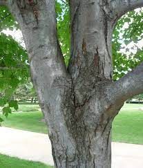 canker on tree bark