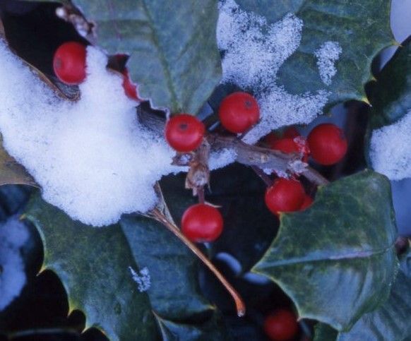 A bush with red berries and green leaves covered in snow