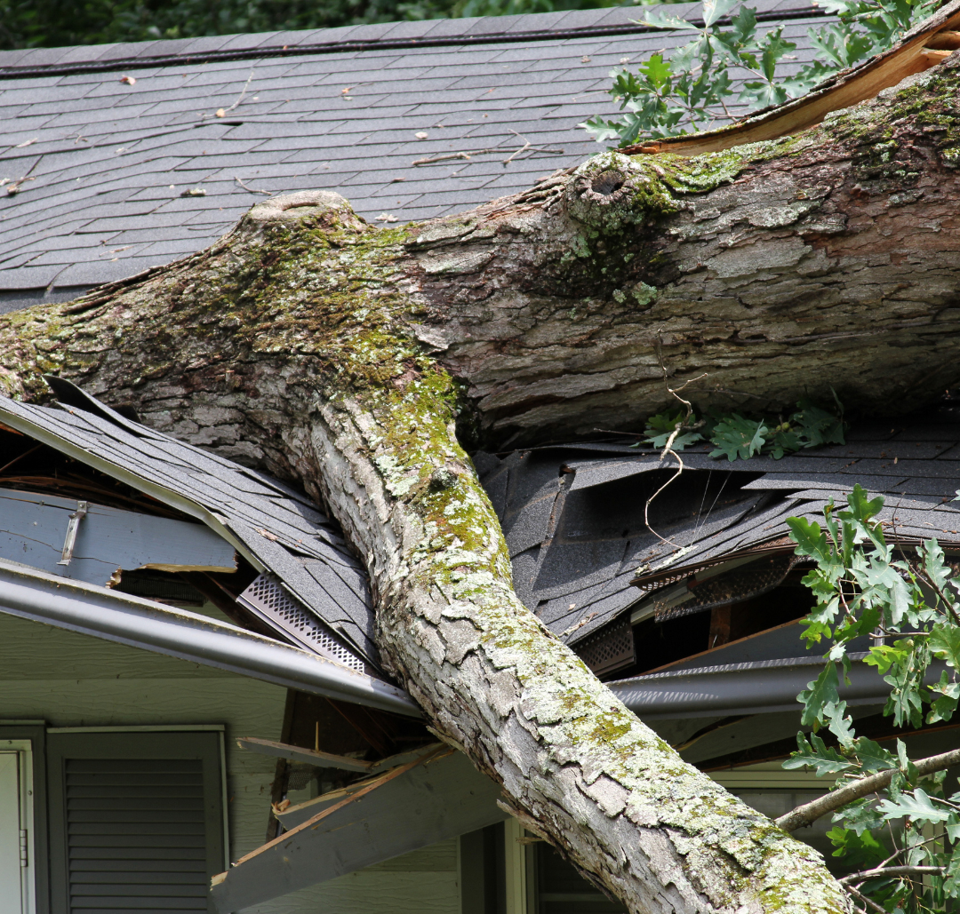 A tree is laying on a damaged roof of a home