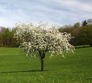 What Happens to Trees in Spring | 4 Seasons Arborscapes LLC