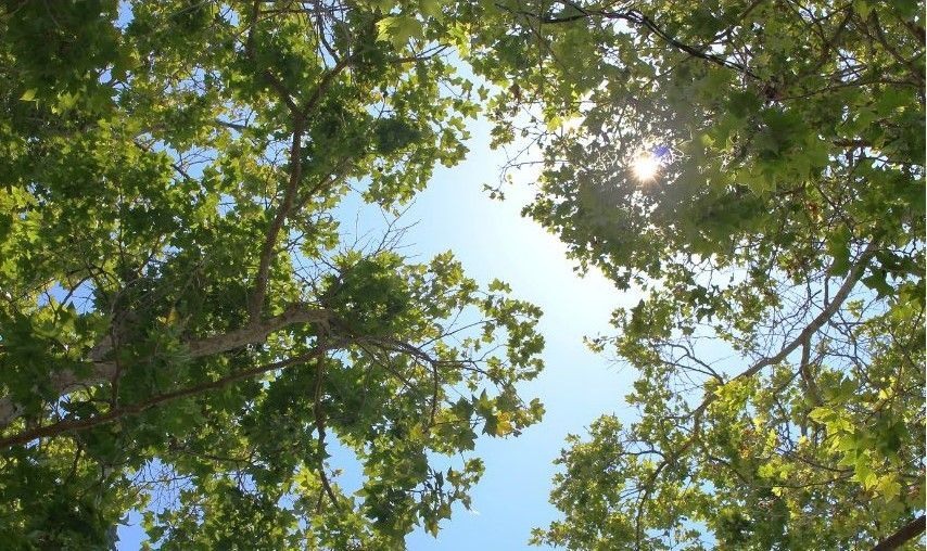 Looking up at the sky through the trees on a sunny day