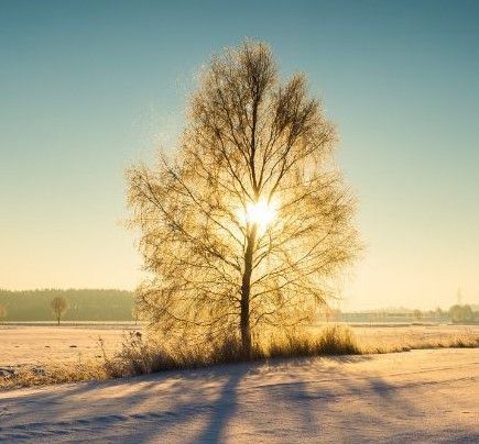 tree in a field with sunlight streaking through the branches