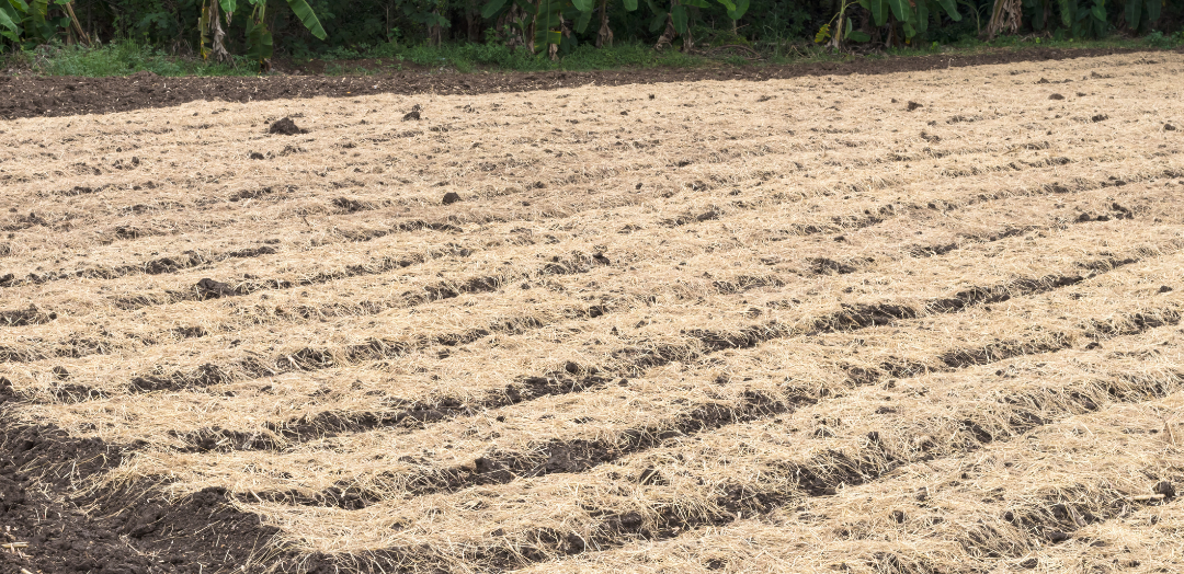 A field with a lot of dirt and trees in the background.