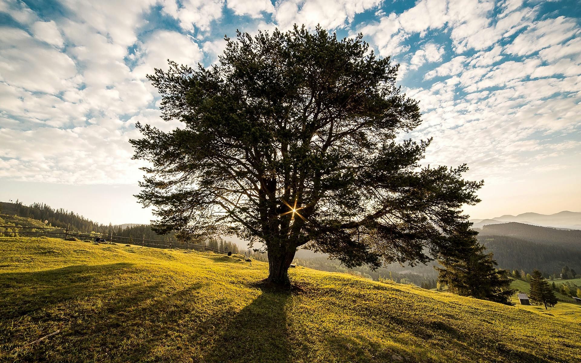 tree in a field with sunlight streaking through the branches