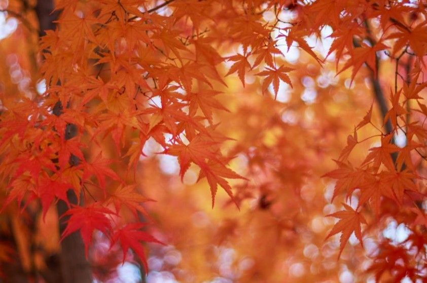 Leaves in autumn