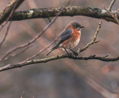 A small bird perched on a tree branch