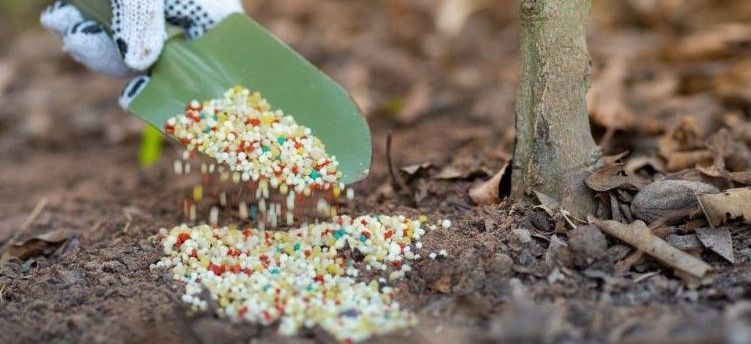 A woman is fertilizing a tree with a shovel.