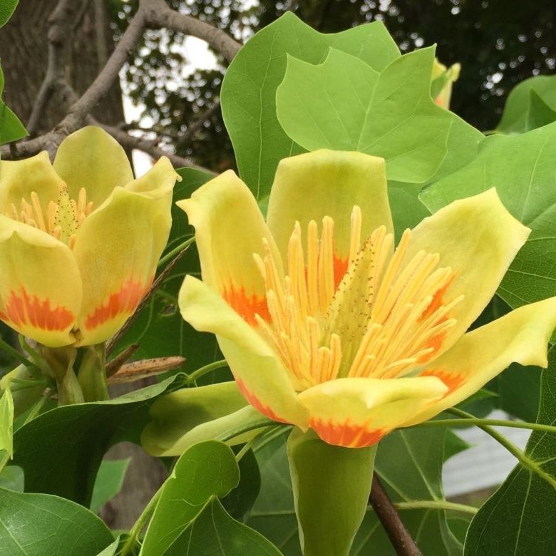 Two yellow flowers with orange centers are surrounded by green leaves