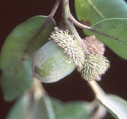 A close up of an acorn on a tree branch