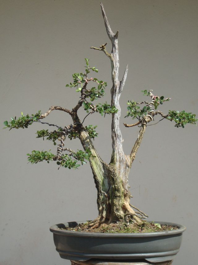 bonsai with uro feature