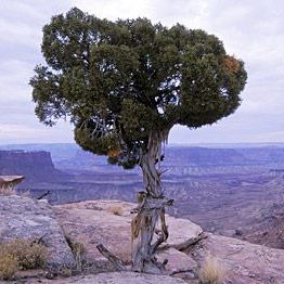 A tree is standing on top of a rocky cliff in the desert.