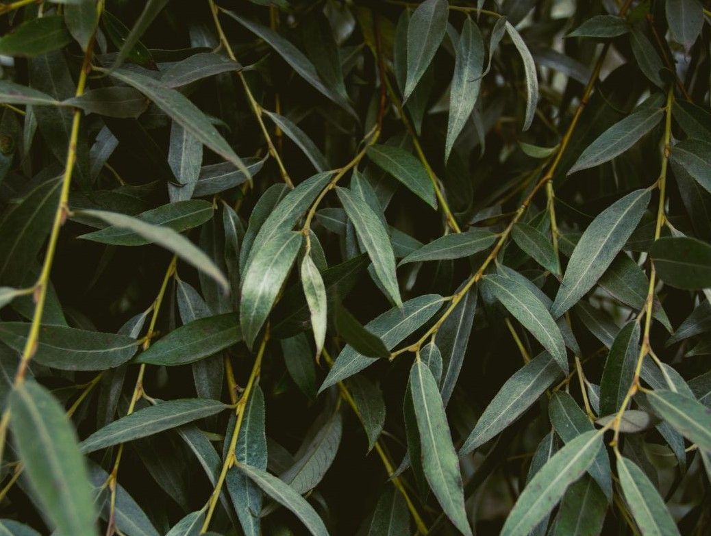 A close up of a tree with lots of green leaves