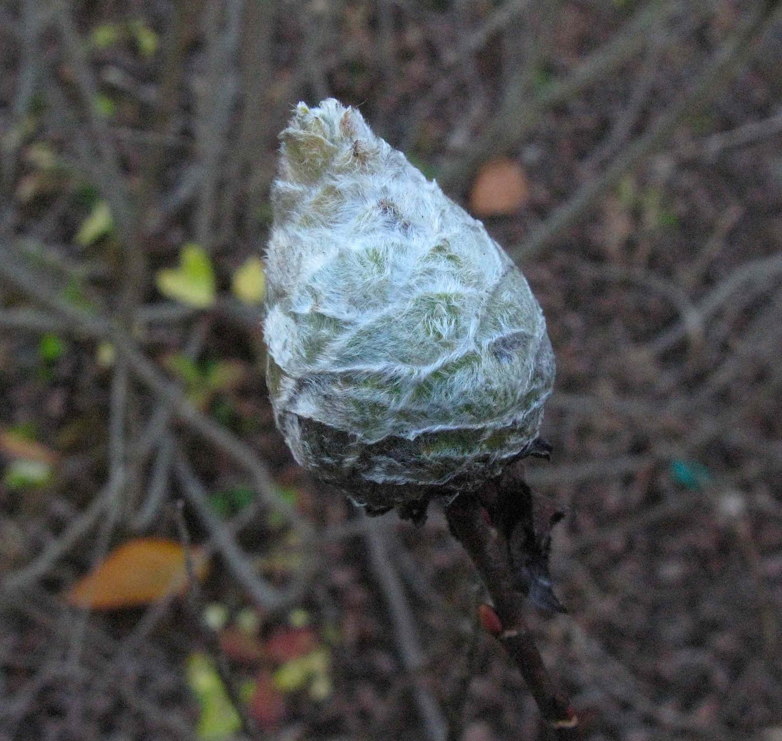 willow pinecone gall