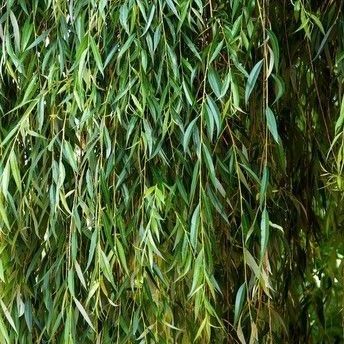 A close up of a willow tree with lots of green leaves