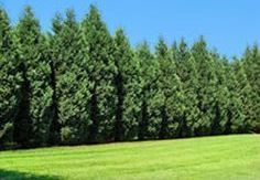 A lush green field surrounded by tall trees on a sunny day.