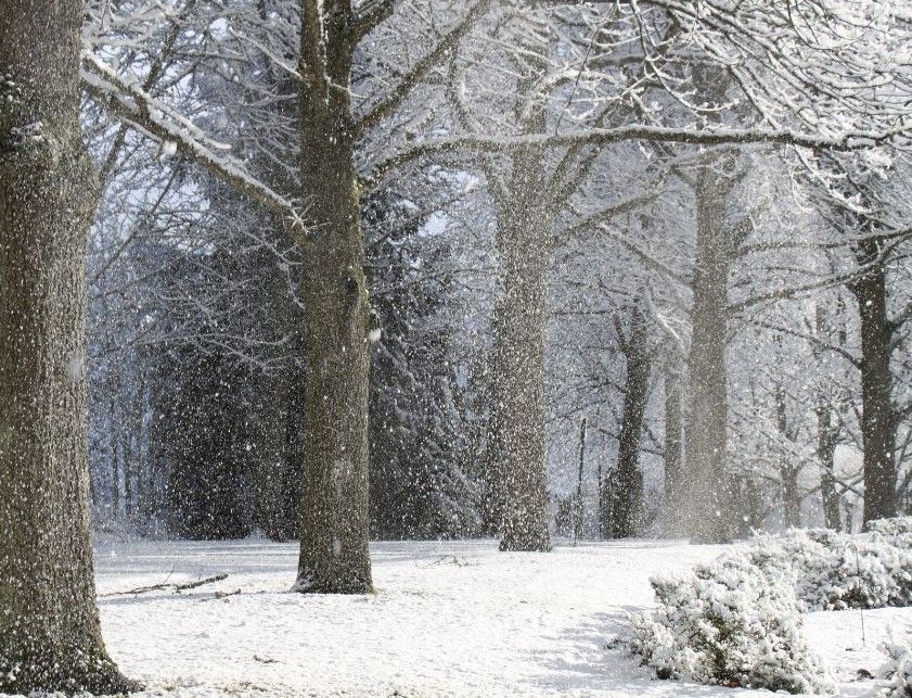 A snowy forest with trees covered in snow