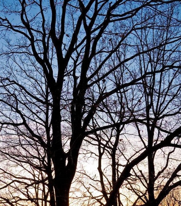 many trees and branches extending upward into the cloudy sky