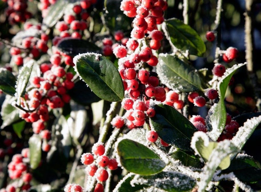 A bush with red berries and green leaves covered in frost