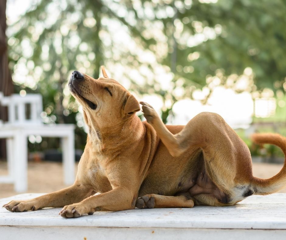 Picture of a dog scratching.