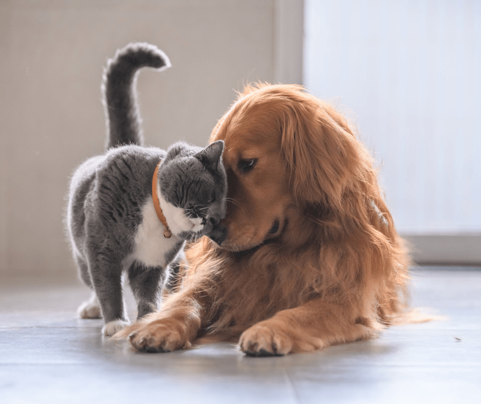Picture of  a dog and cat rubbing faces.