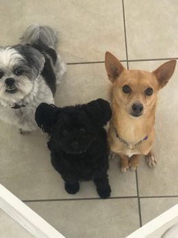 Three small dogs looking up on a tiled floor, including a tan dog, black dog, and gray-and-white dog.