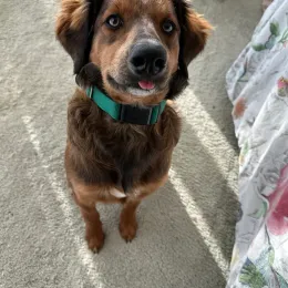 Brown dog with a teal collar looking up on a carpet beside a floral blanket
