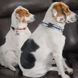 Two white-and-brown dogs sitting side by side on a dark couch, both looking to the right.