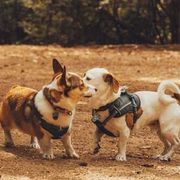 Two small dogs in harnesses touching noses on a dirt path outdoors.