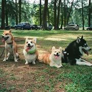 Four dogs sitting and lying on grass in a park with cars and trees in the background