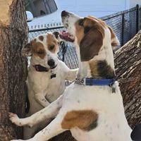 Two dogs sitting between tree trunks, one tan-and-white dog facing another with a blue collar outdoors.