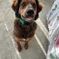 Brown dog with a teal collar sitting on a carpet, looking up at the camera.