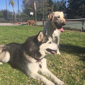 Two dogs lounging on grass in a sunny fenced park, with a tan dog sitting behind a black-and-white husky.