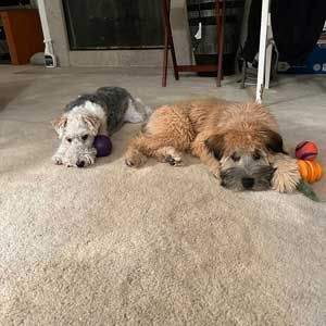 Two small dogs lying on a carpet, one gray-white and one tan, each resting with a toy nearby