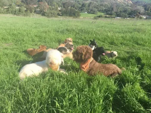Several dogs lounging in tall green grass in a sunny field