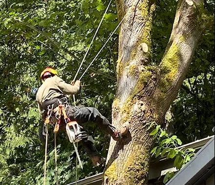 A man is climbing a tree with a rope attached to it.