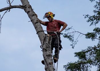 A man is climbing a tree with a chainsaw.