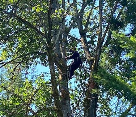 A man is climbing up the side of a tree.