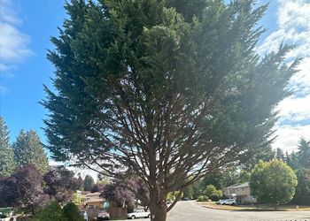 A large tree is in the middle of a street in a residential area.