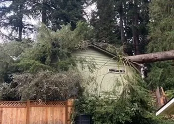 A tree has fallen on top of a green house.