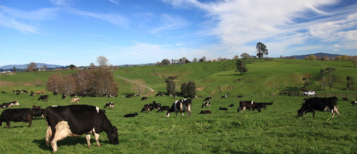 A herd of cows are grazing in a grassy field.