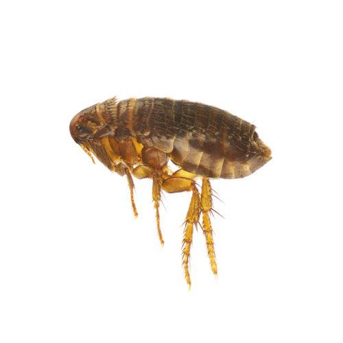 fleas