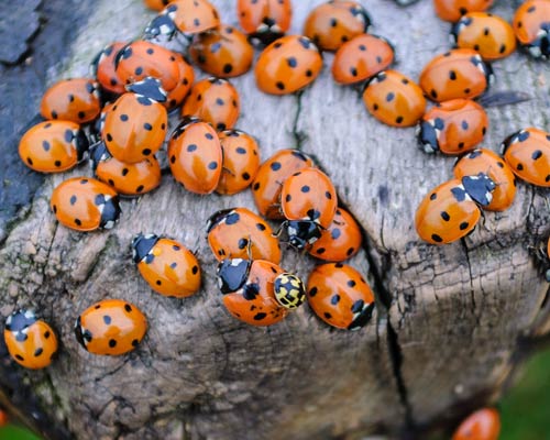 asian beetles cluster