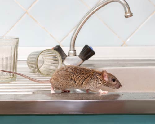 mouse on a sink