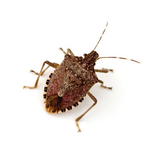 stink bugs