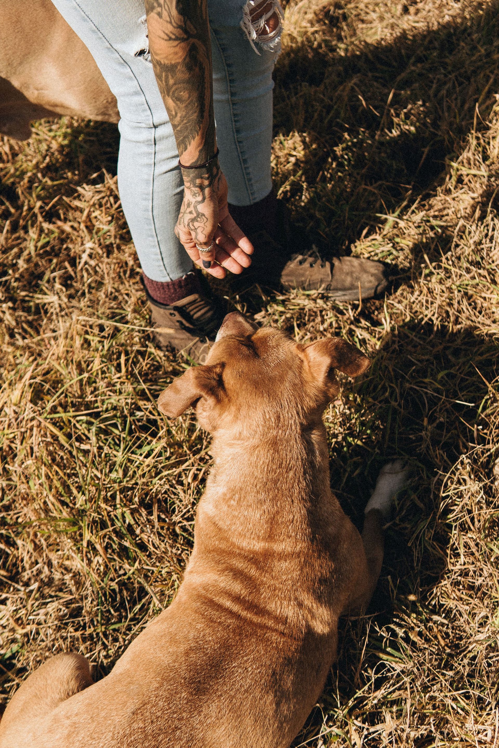 Dog lying in brown grass, looking up at person in jeans with tattoos on arm.