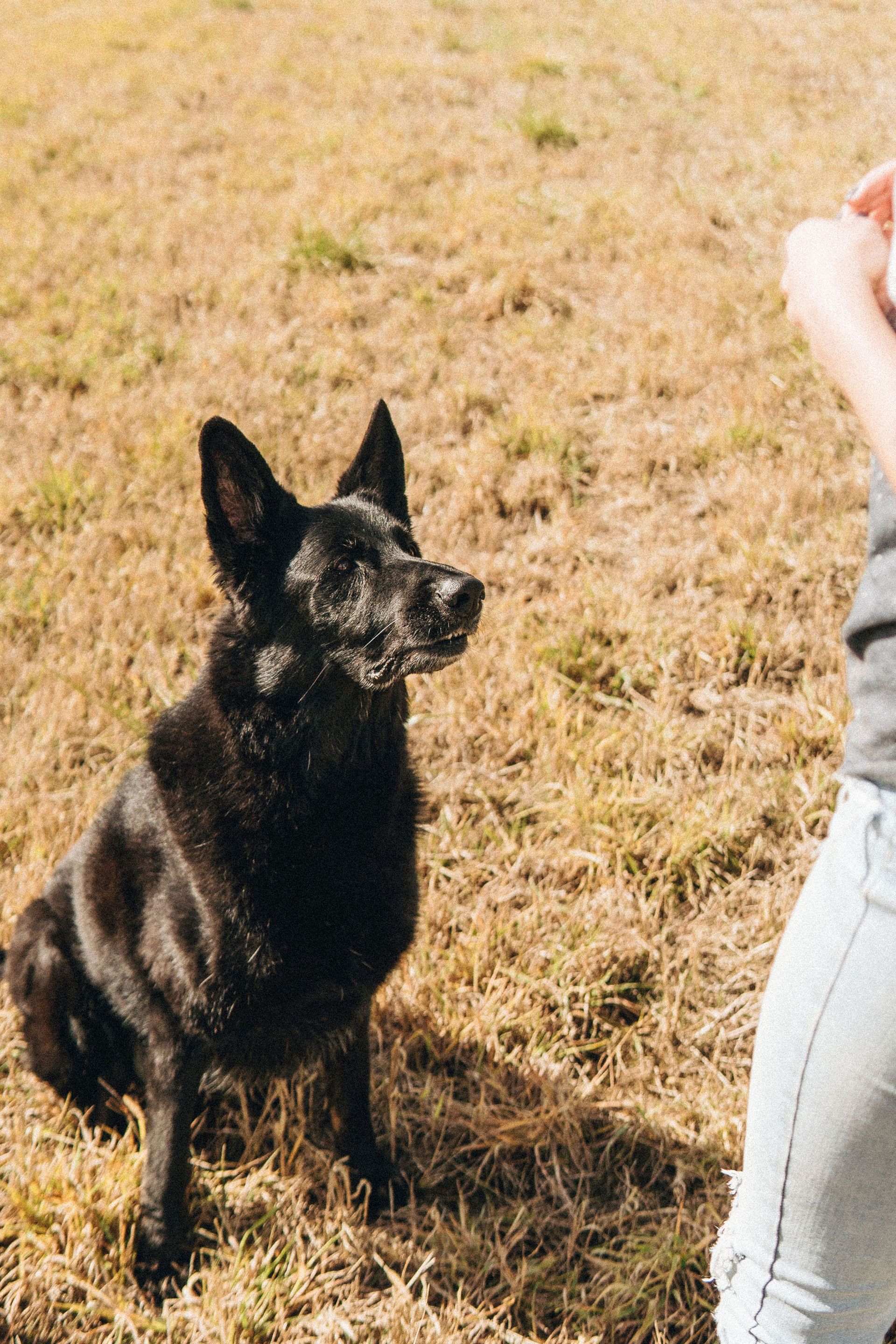 Black dog sitting attentively on brown grass, looking up at a person.