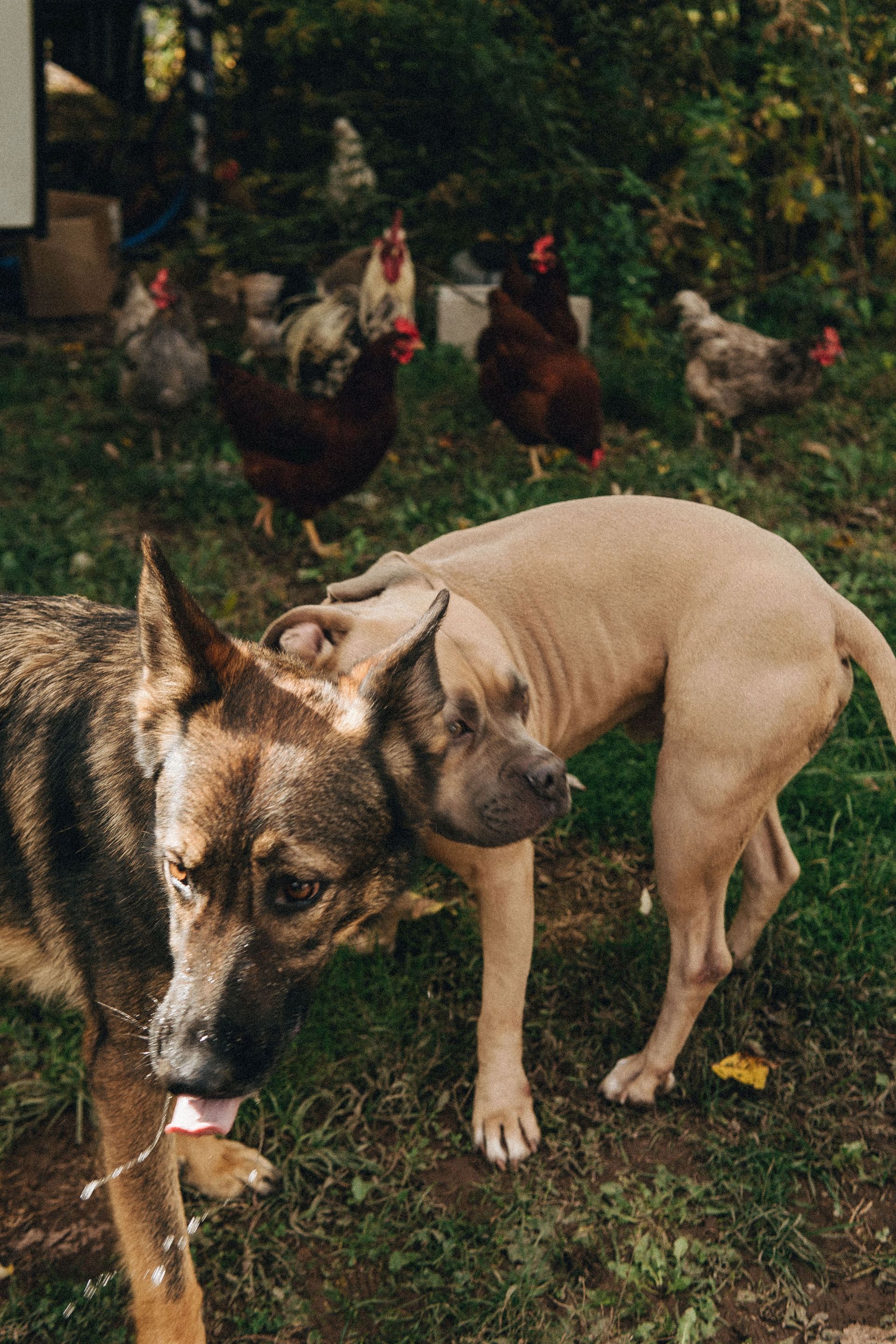 Two dogs sniffing each other in a grassy area with several chickens in the background.