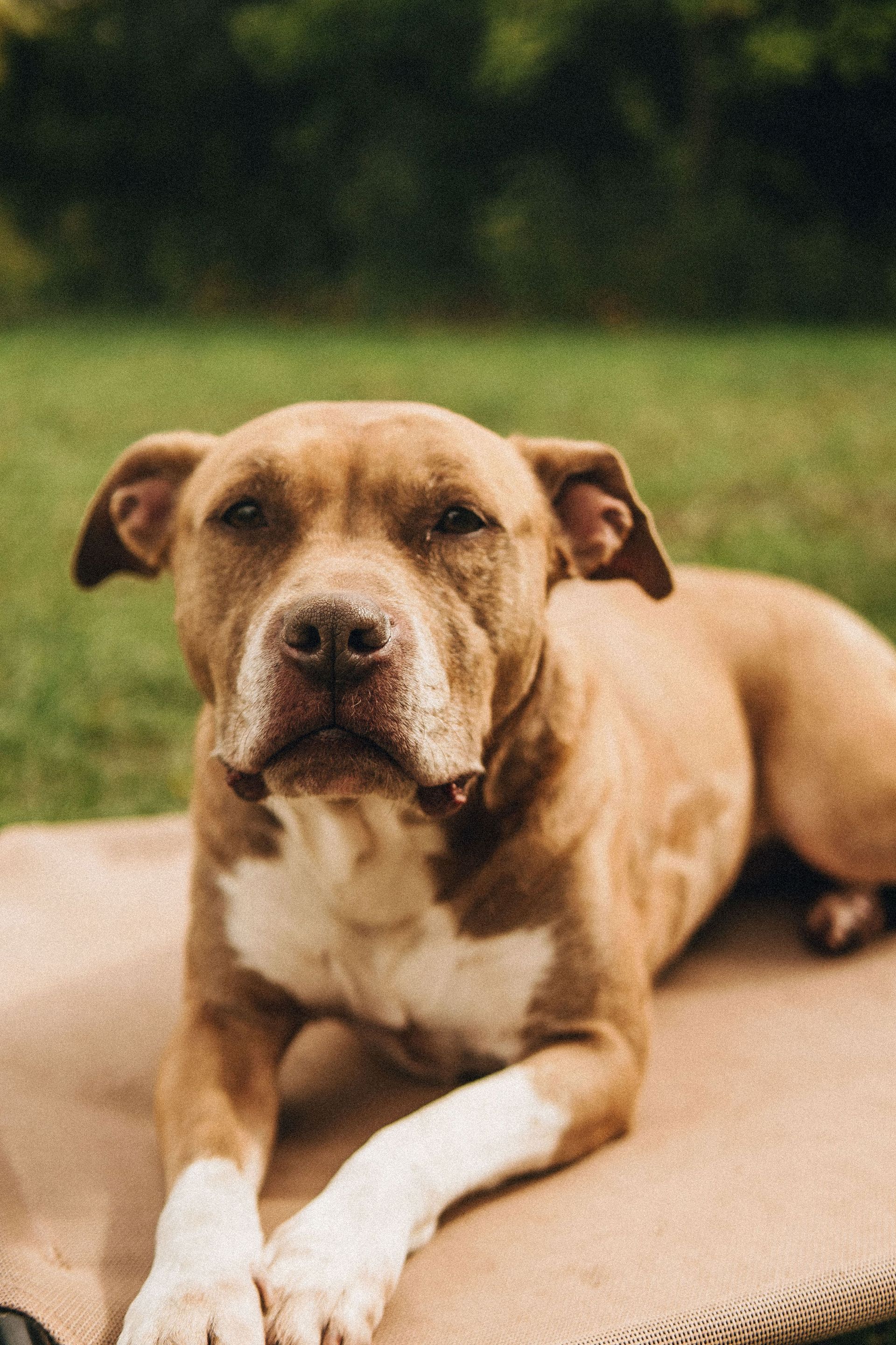 Brown and white dog relaxing on a beige blanket, eyes half-closed, outdoors on a green lawn.