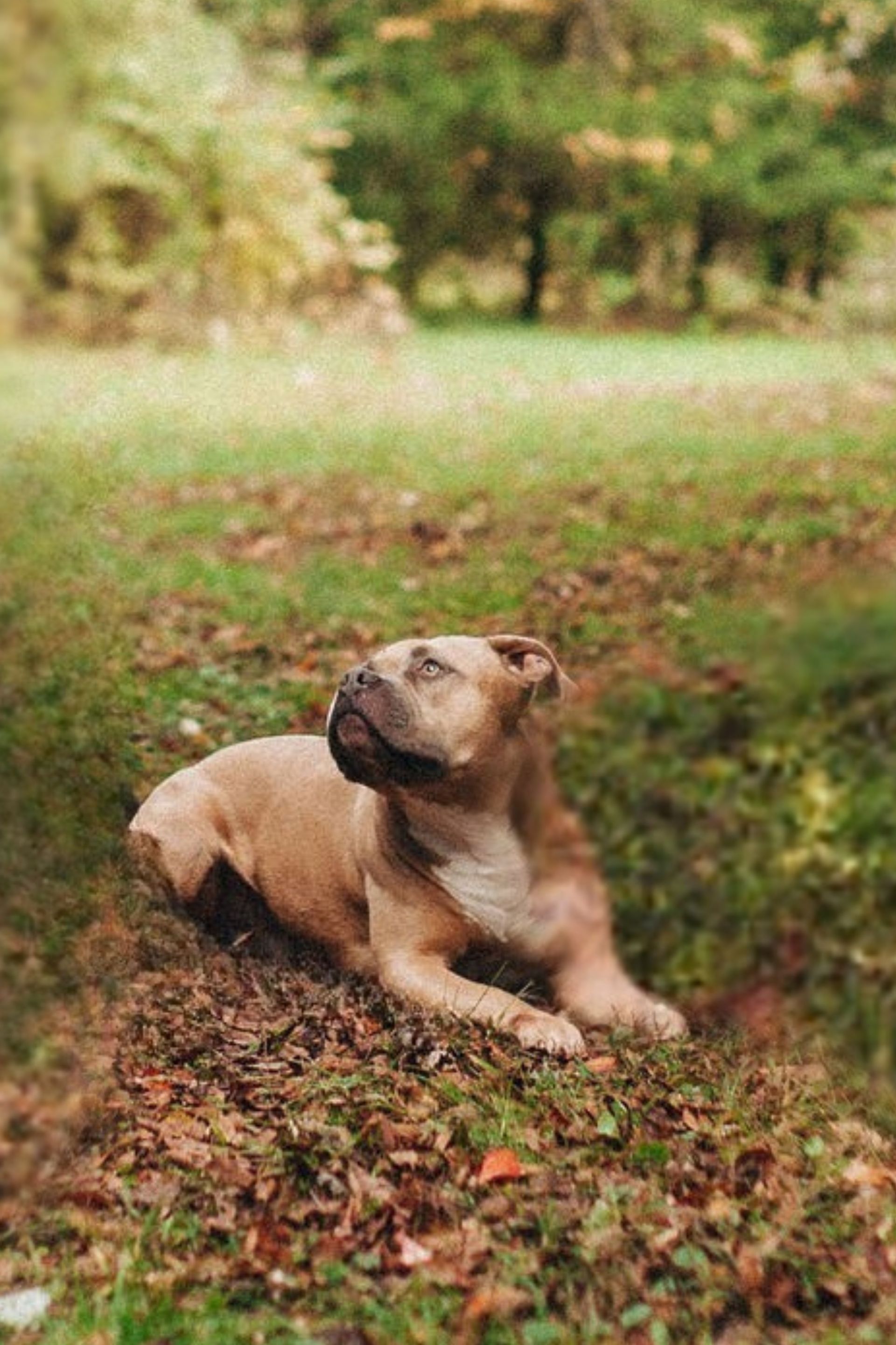 Tan dog resting on leaves, looking upward in a grassy area with trees in the background.