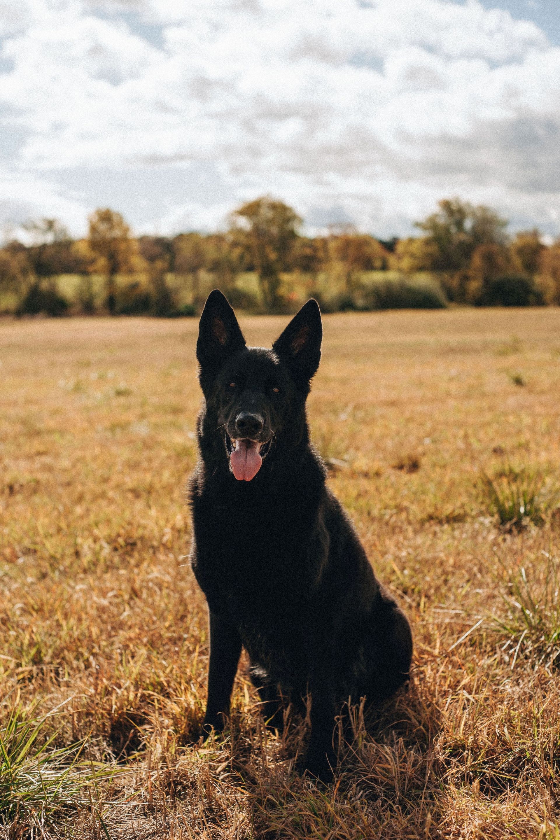 Black dog sitting in a field, tongue out, with trees and a cloudy sky in the background.